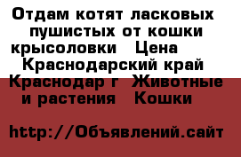 Отдам котят ласковых, пушистых от кошки-крысоловки › Цена ­ 50 - Краснодарский край, Краснодар г. Животные и растения » Кошки   
